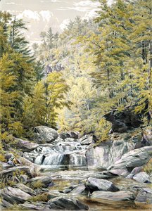 Catskill-neilikka, 1856.