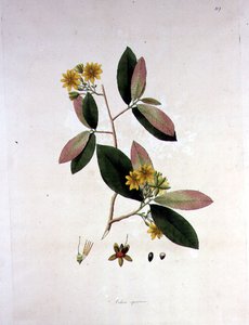 Ochna squarrosa, paglalarawan mula sa 