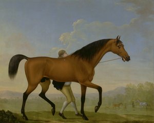Duke of Ancasters Bay Stallion, tyhjä, kävelemässä kohti tammaa