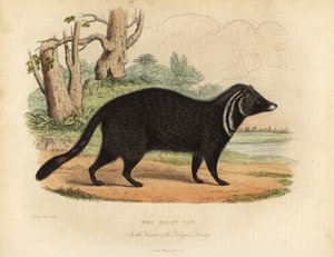 Afrikkalainen sivetti, sivettisivetti.
