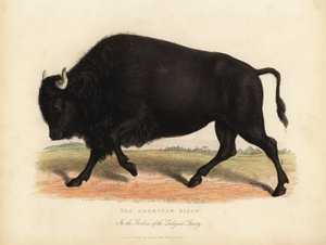 Amerikan biisoni tai puhveli, Bison biisoni.