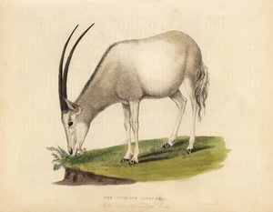 Arabian oryx tai valkoinen oryx, Oryx leucoryx. Haavoittuvainen. tekijältä William Smellie