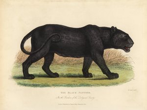 Black Panther, Panthera pardus ja Panthera onca.