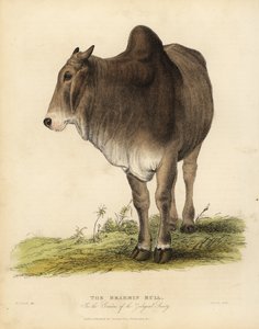 Brahma-rotu zebukarja, Bos taurus indicus.