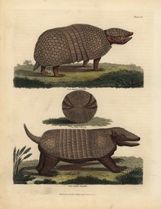 Brasilialainen kolminauhainen armadillo ja seitsennauhainen armadillo.