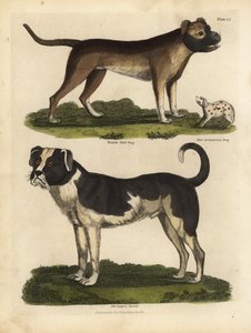 Koirarodut, Canis lupus familiaris. tekijältä William Smellie