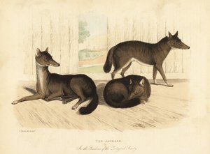 Kultainen sakaali, Canis aureus. tekijältä William Smellie