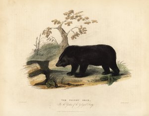Himalajan musta karhu, Ursus thibetanus laniger.