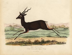 Intian antilooppi tai blackbuck, Antilope cervicapra.