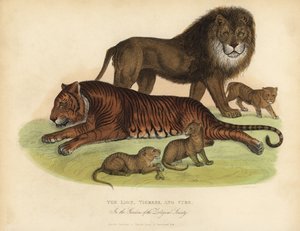 Leijona, tiikeri ja pennut. tekijältä William Smellie