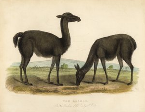 Lama, Lama glama. tekijältä William Smellie