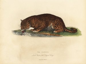 Panther, Panthera pardus ja Panthera onca. tekijältä William Smellie