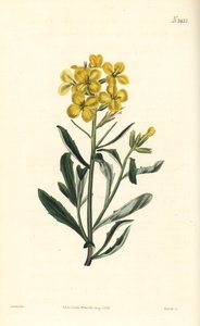 Haiseva seinäkukka, Erysimum odoratum (Makean tuoksuinen alppipensasinappi, Erysium lanceolatum minus). Weddellin käsinvärinen kuparikaiverrus John Curtisin kasvitieteellisen kuvituksen jälkeen William Curtisin kasvitieteellisestä lehdestä, Samuel Curtis, 