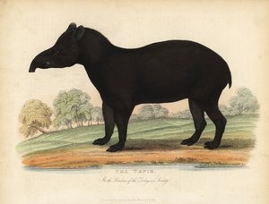Etelä-Amerikan tapiiri, Tapirus terrestris, haavoittuvainen. tekijältä William Smellie