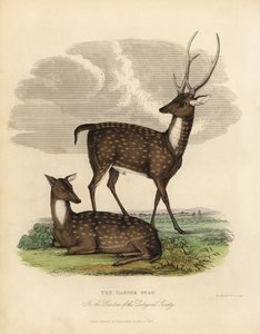 Suopeura tai leijona, Rucervus duvaucelii.