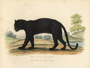 Musta leopardi, Panthera pardus.
