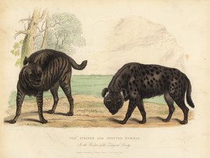 Raidallinen hyena ja täplikäs hyena.