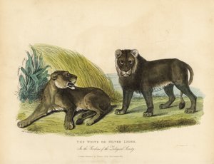 Valkoiset tai hopeiset leijonat, Panthera leo melanochaita. tekijältä William Smellie