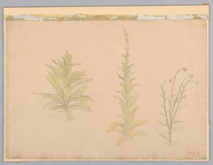 Mullein-kasvien tutkimus tekijältä William Stanley Haseltine