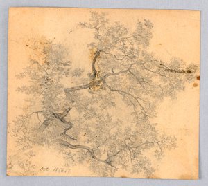 Jalavapuun tutkimus tekijältä William Trost Richards