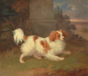 Blenheim-spanieli tekijältä William Webb
