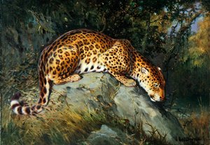 Leopardi hiipivänä kivellä (öljy kankaalle asetettuna alukselle)