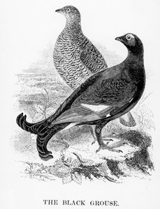 The Black Grouse, kuvitus William Yarrellin teoksesta "A History of British Birds", julkaistu ensimmäisen kerran 1843