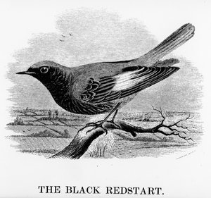 The Black Redstart, kuvitus William Yarrellin teoksesta "A History of British Birds", julkaistu ensimmäisen kerran 1843 (puupiirros)