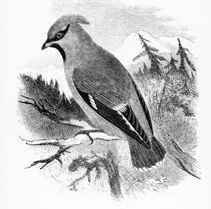 Bohemian Waxwing, kuvitus William Yarrellin teoksesta "A History of British Birds", julkaistu ensimmäisen kerran 1843