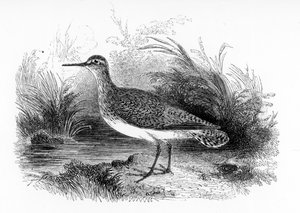 The Common Sandpiper, kuvitus William Yarrellin teoksesta "A History of British Birds", julkaistu ensimmäisen kerran 1843