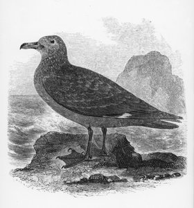 The Common Skua, kuvitus William Yarrellin teoksesta "A History of British Birds", julkaistu ensimmäisen kerran 1843