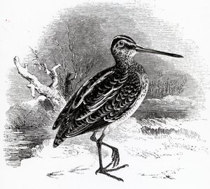 Kuurnaja, kuvitus William Yarrellin teoksesta "A History of British Birds", ensijulkaisu 1843.