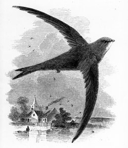 The Common Swift, kuvitus William Yarrellin teoksesta "A History of British Birds", julkaistu ensimmäisen kerran 1843