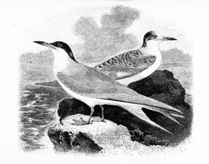 The Common Tern, kuvitus William Yarrellin teoksesta "A History of British Birds", julkaistu ensimmäisen kerran 1843
