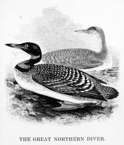 The Great Northern Diver, kuvitus William Yarrellin teoksesta "A History of British Birds", julkaistu ensimmäisen kerran 1843 (puupiirros)
