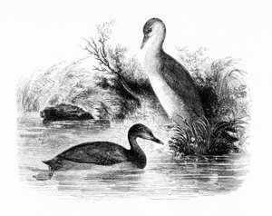 The Little Grebe tai Dabchick, kuvitus William Yarrellin teoksesta "A History of British Birds", julkaistu ensimmäisen kerran 1843
