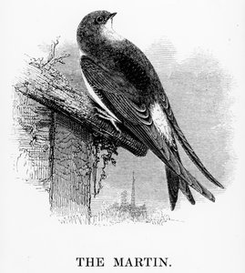 The Martin, kuvitus William Yarrellin teoksesta "A History of British Birds", julkaistu ensimmäisen kerran 1843