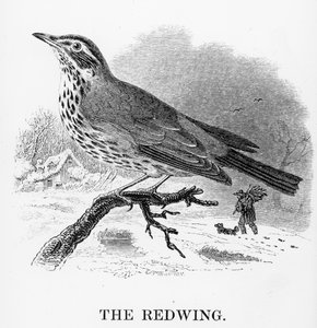 The Redwing, kuvitus William Yarrellin teoksesta "A History of British Birds", julkaistu ensimmäisen kerran 1843