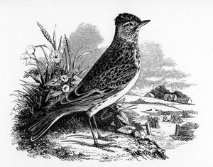 The Sky Lark, kuvitus William Yarrellin teoksesta "A History of British Birds", julkaistu ensimmäisen kerran 1843