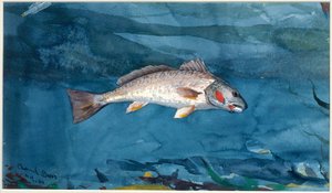 Kanaalibassi tekijältä Winslow Homer