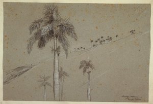 Piirros, Royal Palm, Kuuba, 1885 tekijältä Winslow Homer