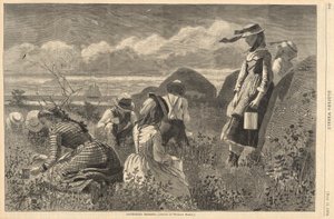 Marjojen kerääminen, Harperilta tekijältä Winslow Homer
