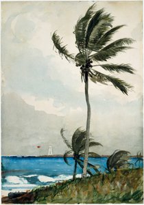 Palm Tree, Nassau tekijältä Winslow Homer