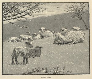 Kevätlammas, Scribner