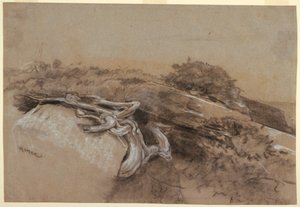 Tutkimus puiden juurista, Proutin kaula, Maine tekijältä Winslow Homer
