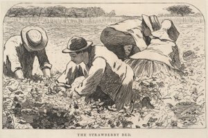 Mansikkasänky, julkaisusta Our Young Folks, heinäkuu 1868. tekijältä Winslow Homer