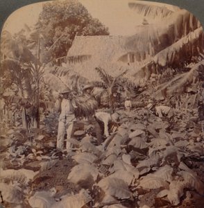 Tupakka - tyypillinen istutus - Havannan maakunta, Kuuba, 1899