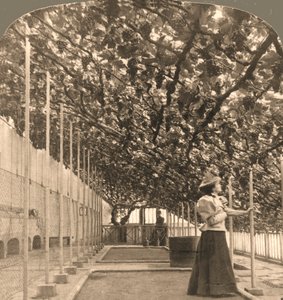 Maailman vanhin viiniköynnös, Hampton Court Palace, istutettu 1768 Englannissa, 1897.