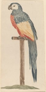 Papukaija, 1680-1690-luku.