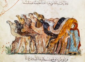 Ms Ar 5847 f.101, Kamelilauma, Al Haririn teoksesta Al Maqamat (Kokoukset), n. 1240 (katso myös 1689970)